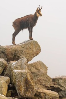 An adult male chamois (Rupicapra rupicapra) stands on a rock in dense fog at sunrise, illuminated