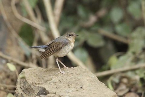 Siberian Blue Robin (Larvivora cyane) juvenile male, Kaeng Krachan, Thailand