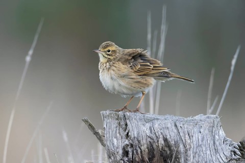 Australian Pipit (Anthus australis), Victoria, Australia