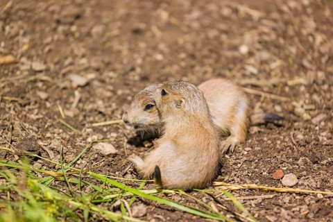 Two lack-tailed prairie dog cubs (2 weeks old) (Cynomys ludovicianus) play on sandy terrain on a