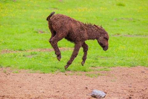 A mixed breed donkey foal runs across a green meadow