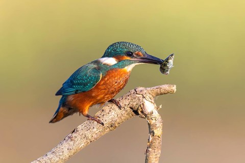Common Kingfisher (Alcedo atthis) with fish prey in its beak, North-Rhine Westphalia, Germany