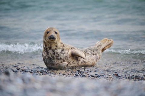 Grey seal (Halichoerus grypus) on the beach on the edge of the water with the sea in the