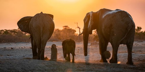 African elephant (Loxodonta africana) with young, sunset, Savuti, Chobe National Park, Botswana