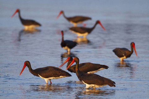 Black Stork (Ciconia nigra) foraging, Greece