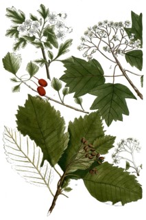 Botany, plants, a. mespilus alni lana, milberry, b. mespilus silvestris, c. mespilus spinoso,