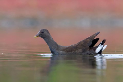 Dusky Moorhen (Gallinula tenebrosa) juvenile, Victoria, Australia