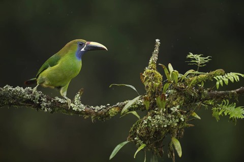 Emerald (aka blue-throated) toucanet on a cloud forest branch