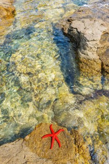 Red Starfish (Echinaster sepositus) lying on a rock next to the water in the bay of Ustrine on the
