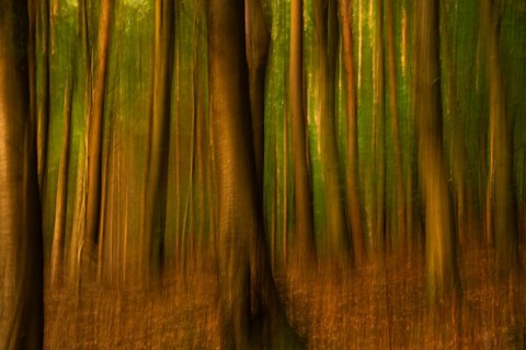 Forest at sunset. ICM (Intentional Camera Movement), blurred. Hollmuth, Neckargemünd, Rhine-Neckar