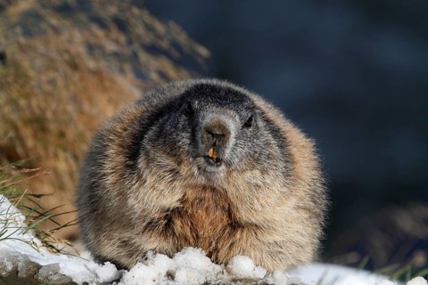 One adult Alpine Marmot, Marmota marmota, resting in snow