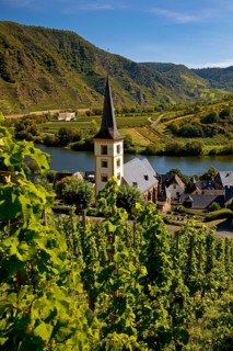 Saint Laurentius Church with vineyards in front of the Moselle Bend, Bremm, Rhineland-Palatinate,
