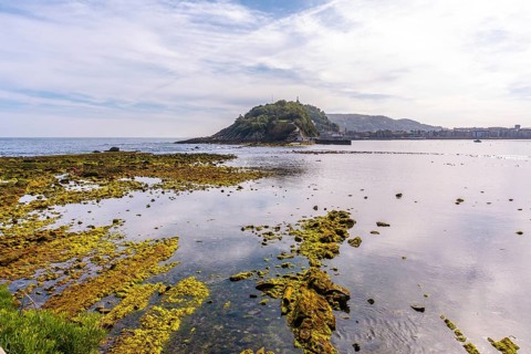 Marine vegetation at low tide on the beach of Ondarreta in San Sebastián and the island in the
