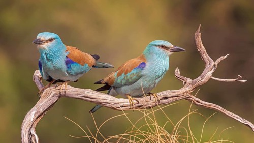 Eurasian Roller (Coracias garrulus) Almond Crow, male and female, pair, mating, interaction,