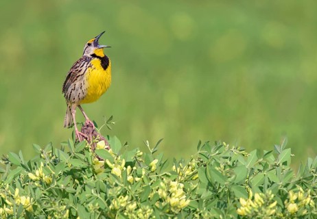 Eastern Meadowlark (Sturnella magna) male singing, Texas, USA