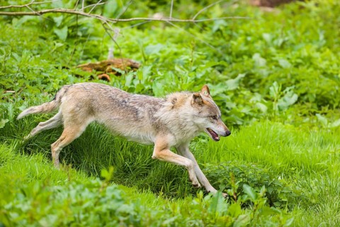 One eurasian gray wolf (Canis lupus lupus) runs over a green meadow in an open forest