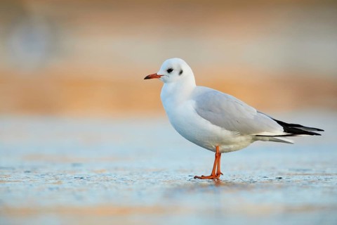 Black-headed Gull (Chroicocephalus ridibundus), Bavaria, Germany