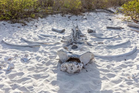 Whale skeleton, Gardner Bay beach, Isla Española, Galapagos, Ecuador