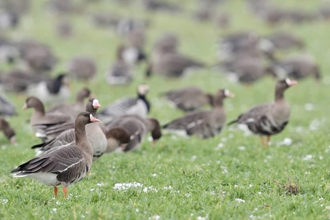Greater White-fronted Goose (Anser albifrons) group on field, North Rhine-Westphalia, Germany