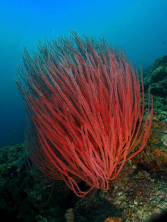 Bright red shrub gorgonian (Ellisella ceratophyta) growing under water, dive site Prapat,