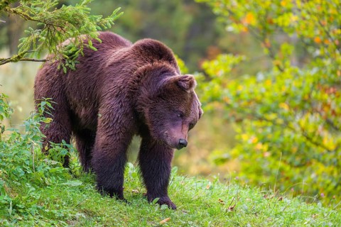 A young male Eurasian brown bear (Ursus arctos arctos) stands on a meadow between bushes. Shaking