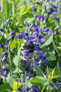 Violet carpenter bee, dyer's pod (Baptisia DECADENCE 'Blueberry Sundae'), Ihlenweg 7, Federal