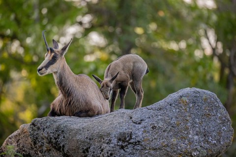 One adult female chamois (Rupicapra rupicapra) and her baby resting on a rock. A green forest in