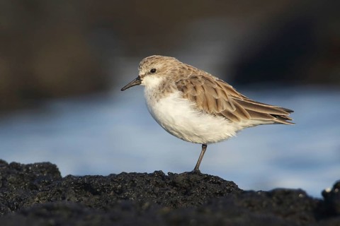 Red-necked Stint (Calidris ruficollis) foraging, Victoria, Australia