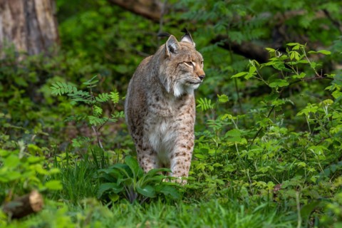 Eurasian lynx (Lynx lynx) hunting in thicket of forest
