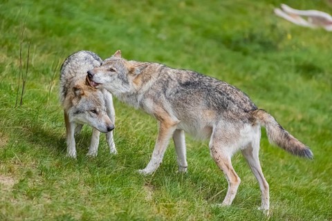 Two adult male eurasian gray wolves (Canis lupus lupus) grooming each other