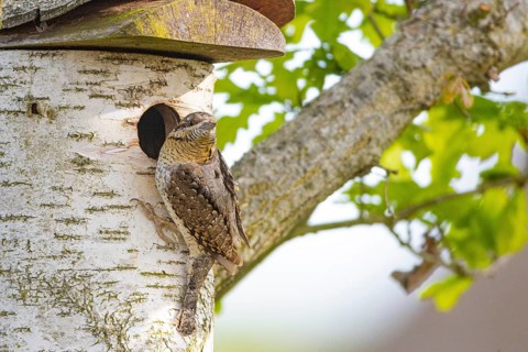 Eurasian wryneck (Jynx torquilla) Germany