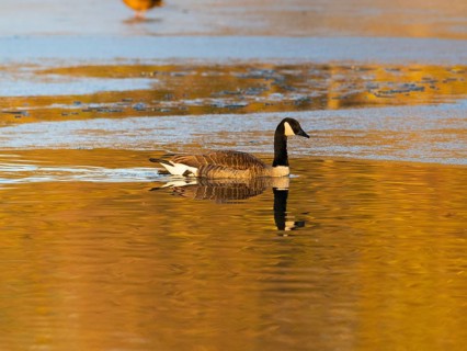 Canada goose (Branta canadensis), adult bird, swimming across a partially frozen lake with its