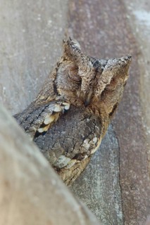 Eurasian Scops Owl (Otus scops), Lesvos, Greece