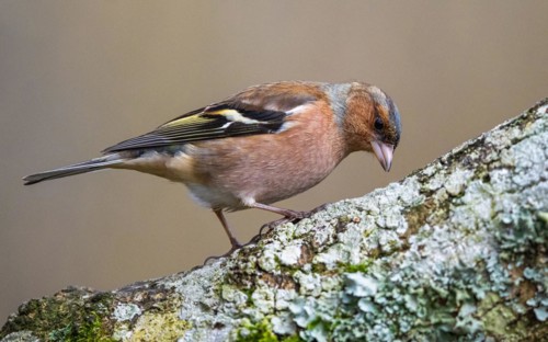 Male of Chaffinch, Fringilla coelebs, bird in forest at winter sun
