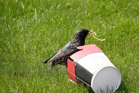 Star with fast food in a meadow, Germany