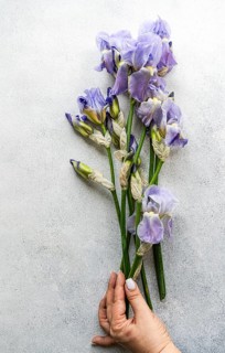 Cropped, unrecognizable woman's hand holding a bouquet of Iris flowers from above, arranged against