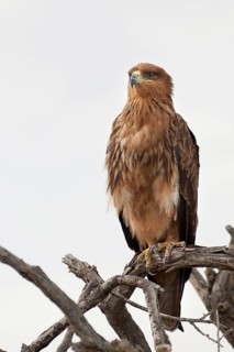 Tawny Eagle (Aquila rapax), Namibia