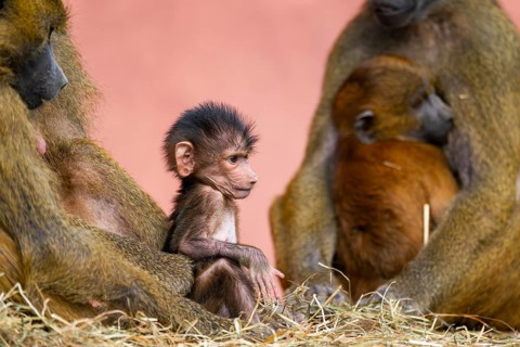 Guinea baboon (Papio papio) new born youngster at its mother, captive, Bavaria, Germany