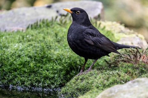 Blackbird (Turdus merula), Emsland, Lower Saxony, Germany