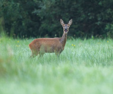 Roe deer (Capreolus capreolus), doe standing in a meadow and startled, wildlife, Lower Saxony,
