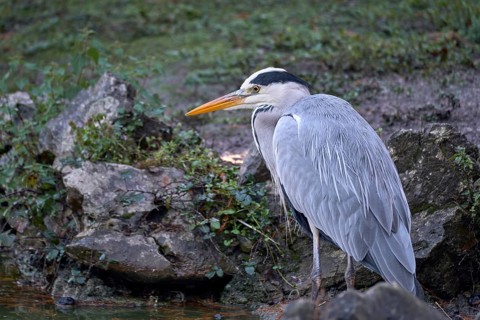 Grey Heron (Ardea cinerea) foraging, Asturias, Spain