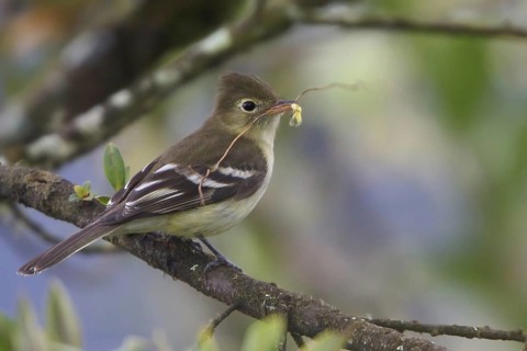 Sierran Elaenia (Elaenia pallatangae), Wayqecha Reserve, Peru