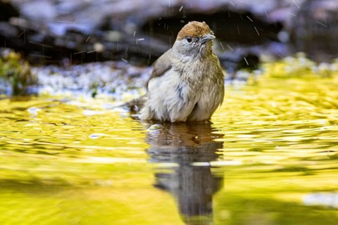 Blackcap (Sylvia atricapilla) wbl while bathing Germany