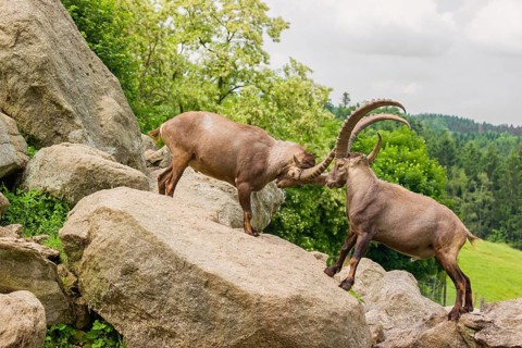 Two male ibex (Capra ibex) are standing on a rock and playfully fighting. A green forest can be