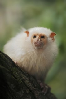 Silver monkey or silver marmoset (Mico argentatus, Callithrix argentata), captive, occurring in