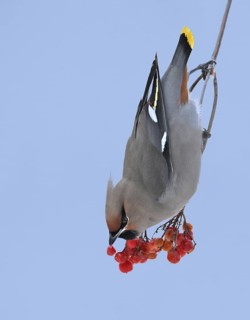 Bohemian Waxwing (Bombycilla garrulus), Saskatchewan, Canada