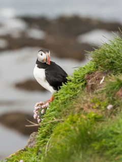 Atlantic Puffin (Fratercula arctica), Látrabjarg, Iceland