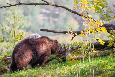 An adult female brown bear (Ursus arctos arctos) stands grazing on a green meadow on top of a hill.