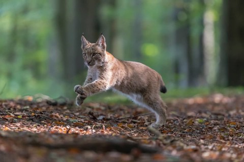 One young Eurasian lynx, (Lynx lynx), walking thru a forest. Green vegetation around him