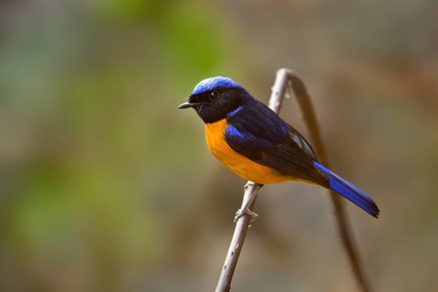 Rufous-bellied Niltava (Niltava sundara) male, Yunnan, China